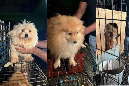 Rescatan autoridades 31 perritos en Ecatepec